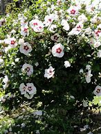 Image result for Hibiscus syriacus   Red Heart