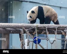 Image result for Giant Panda Attack