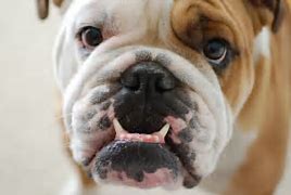 Image result for Bulldog Aesthetic
