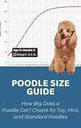 Image result for Standard Poodle Weight Chart