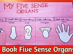 Image result for Five Senses Mini Book