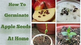 Image result for Apple Seed Growing