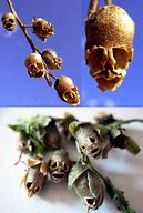 Image result for Snapdragon Flower Skull
