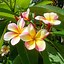 Image result for Exotic Flowers