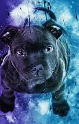 Image result for Galaxy Dog
