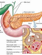 Image result for Pancreas