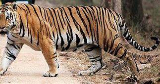 Image result for Largest Tiger Species in the World