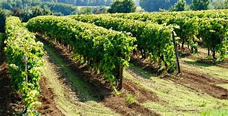 Image result for Vignobles Vergnes Vin Pays Caux