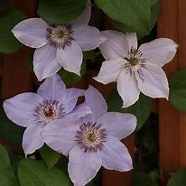 Image result for Clematis Still Waters