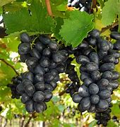 Image result for Black Table Grapes