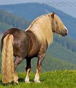 Image result for Noriker Horse Breed