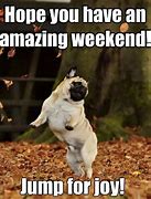 Image result for weekend memes dog