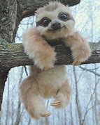 Image result for What Is a Baby Sloth Called