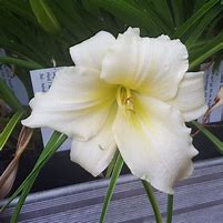 Image result for Hemerocallis Nanuq