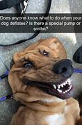 Image result for XD Dog Meme