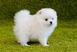 Image result for Baby White Pomeranian