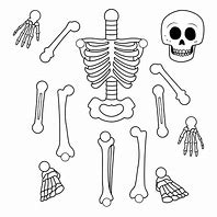 Image result for Skeleton Cartoon Cut Out