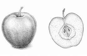 Image result for Draw Apple Slice Pen