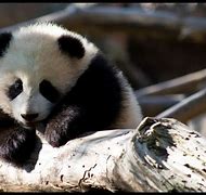 Image result for Baby Panda Eating