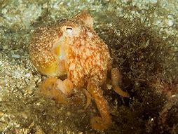 Image result for Horned Octopus