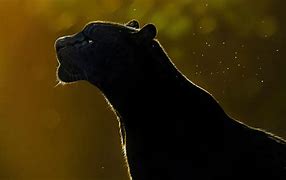 Image result for Black Panther HD Wallpaper