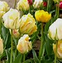 Tulipa Easter Parade కోసం చిత్ర ఫలితం
