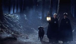 Image result for Harry Potter Forbidden Forest
