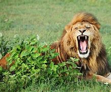 Image result for Sharp Teeth Animals