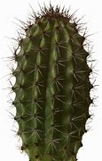 Image result for Desert Cactus PNG