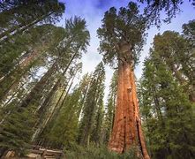 Image result for Biggest Tree in the World Cool Picture