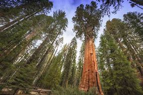 Image result for Tallest Tree in USA