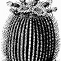 Image result for Barrel Cactus Clip Art