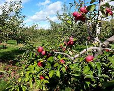 Image result for Boa Vista Orchards