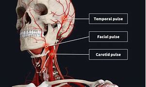 Image result for Carotid Pulse Anatomy