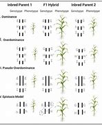 Image result for Types of Heterosis