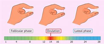 Image result for What Does Ovulation Mucus Look Like