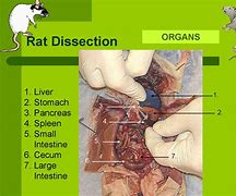 Image result for Rat Anatomy Dissection