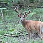 Image result for Michigan Whitetail Deer