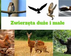Image result for co_to_znaczy_zwierzę