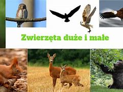 Image result for co_to_za_zwierzęta_Łowne
