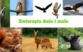 Image result for co_to_za_zjadanie_zwierząt