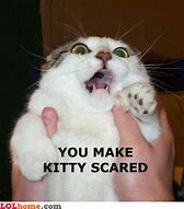 Image result for Scared Cat Face Meme