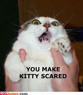 Image result for Scared Cat Funny Meme
