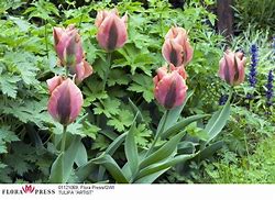 Image result for Tulipa Artist