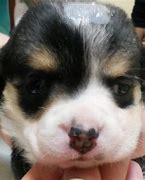 Image result for Hydrocephalus Puppy
