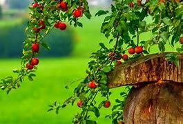 Image result for Beautiful Apple On Tree Photography