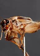 Image result for Cricket Animal with an Cigarette