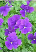 Image result for Viola Martin (Cornuta-Group)