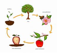 Image result for Apple Tree Seedling