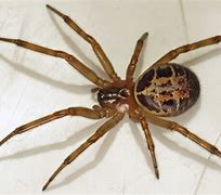 Image result for Common UK Spiders